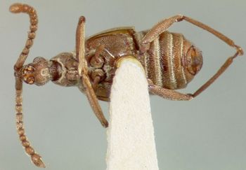 Media type: image;   Entomology 9030 Aspect: habitus ventral view